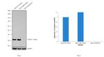 Cyclin D3 Antibody in Western Blot (WB)