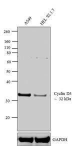 Cyclin D3 Antibody in Western Blot (WB)