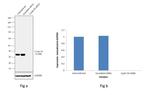 Cyclin D3 Antibody in Western Blot (WB)