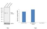 TGM2 Antibody in Western Blot (WB)