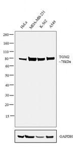 TGM2 Antibody in Western Blot (WB)