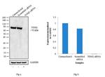 TGM2 Antibody in Western Blot (WB)