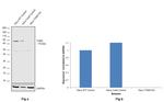 TGM2 Antibody