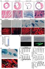 Collagen II Antibody in Immunocytochemistry (ICC/IF)