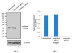 Prohibitin Antibody