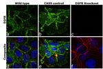 EGFR Antibody