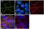 EGFR Antibody in Immunocytochemistry (ICC/IF)