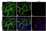 EGFR Antibody in Immunocytochemistry (ICC/IF)