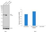 CDK4 Antibody