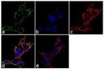 Prostate Specific Acid Phosphatase Antibody in Immunocytochemistry (ICC/IF)