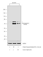 Chromogranin A Antibody