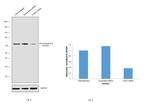 Chromogranin A Antibody in Western Blot (WB)