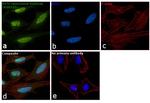 Ku70 Antibody in Immunocytochemistry (ICC/IF)