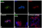 CD20 Antibody in Immunocytochemistry (ICC/IF)