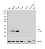 CD20 Antibody in Western Blot (WB)