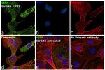 VEGF Antibody in Immunocytochemistry (ICC/IF)