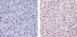 VEGF Antibody in Immunohistochemistry (Paraffin) (IHC (P))