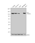 CD31 Antibody