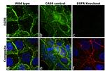 EGFR Antibody