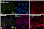 NGFR Antibody in Immunocytochemistry (ICC/IF)