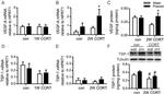 Thrombospondin 1 Antibody in Western Blot (WB)