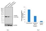 SNRPB Antibody