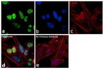 SNRPB Antibody in Immunocytochemistry (ICC/IF)