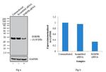 SNRPB Antibody in Western Blot (WB)