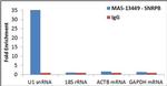 SNRPB Antibody in RNA Immunoprecipitation (RIP)