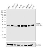 SNRPB Antibody in Western Blot (WB)