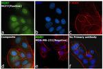 MGMT Antibody in Immunocytochemistry (ICC/IF)