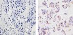 MMP2 Antibody in Immunohistochemistry (Paraffin) (IHC (P))