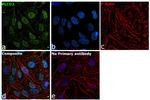 CBP Antibody in Immunocytochemistry (ICC/IF)