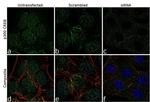 CBP Antibody in Immunocytochemistry (ICC/IF)