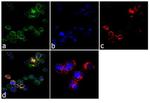 CD44 Antibody in Immunocytochemistry (ICC/IF)