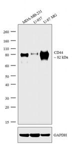 CD44 Antibody in Western Blot (WB)