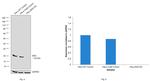 Bax Antibody