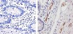 VWF Antibody in Immunohistochemistry (Paraffin) (IHC (P))