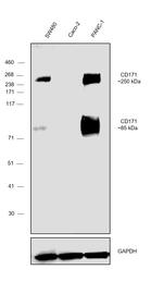 CD171 Antibody in Western Blot (WB)