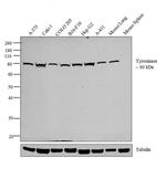 Tyrosinase Antibody