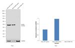 Cyclin E Antibody in Western Blot (WB)