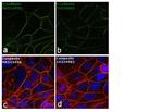 E-cadherin Antibody