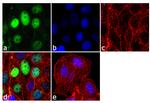 Progesterone Receptor Antibody in Immunocytochemistry (ICC/IF)