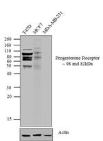 Progesterone Receptor Antibody in Western Blot (WB)