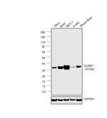 Cyclin D1 Antibody in Western Blot (WB)