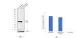 Cyclin D1 Antibody