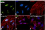 Ki-67 Antibody in Immunocytochemistry (ICC/IF)