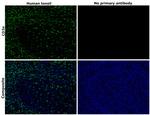 CD3e Antibody in Immunohistochemistry (Paraffin) (IHC (P))