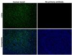 CD3e Antibody in Immunohistochemistry (Paraffin) (IHC (P))