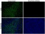 CD3e Antibody in Immunohistochemistry (Paraffin) (IHC (P))